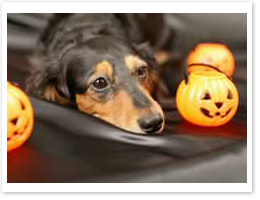 ハロウィン愛犬撮影会.jpg
