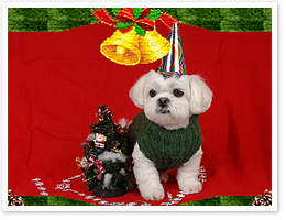 xmas愛犬撮影会