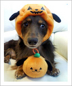 ハロウィン